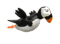 puffin_flying